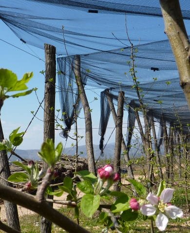 Image of a sparse garden with netting hung above