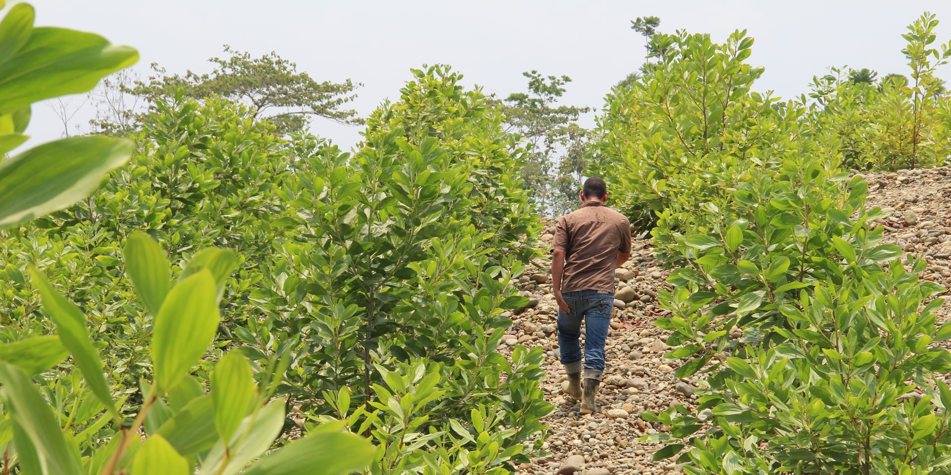 Image of a man walking up a hill between rows of bright green plants.