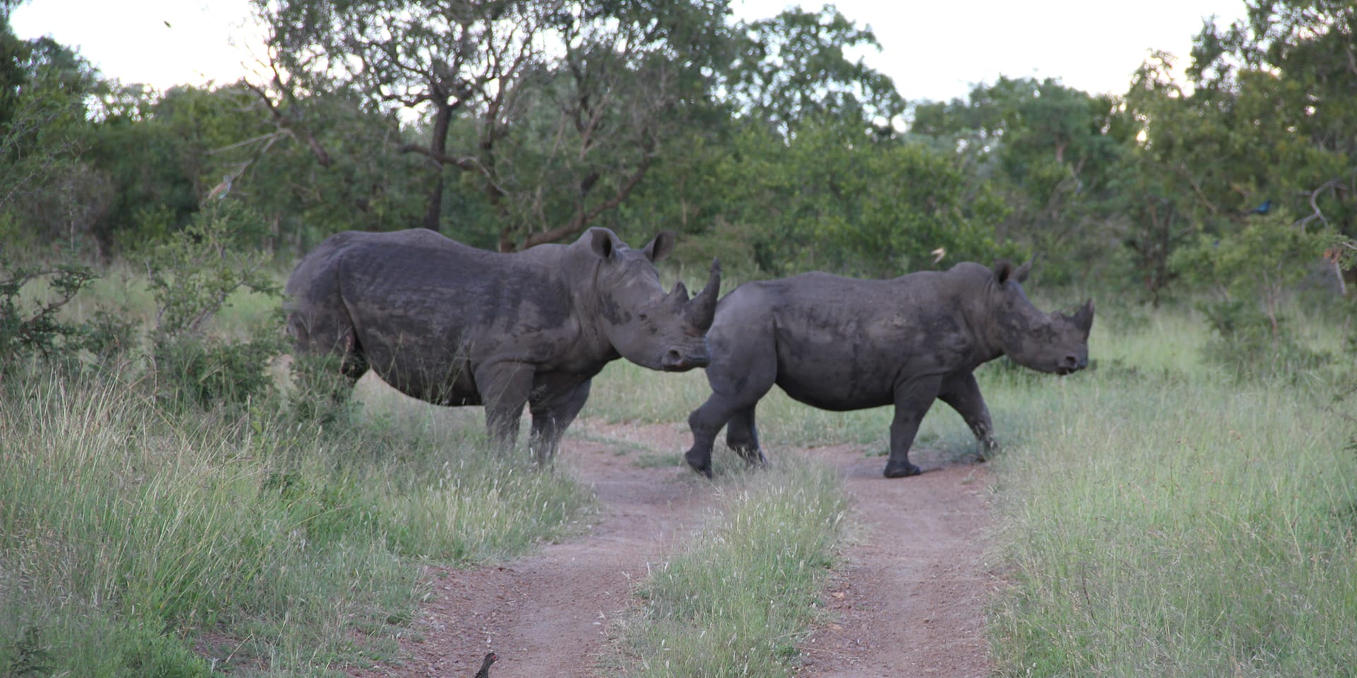 A pair of rhinoceros crossing a dirt road with several tall trees in the background