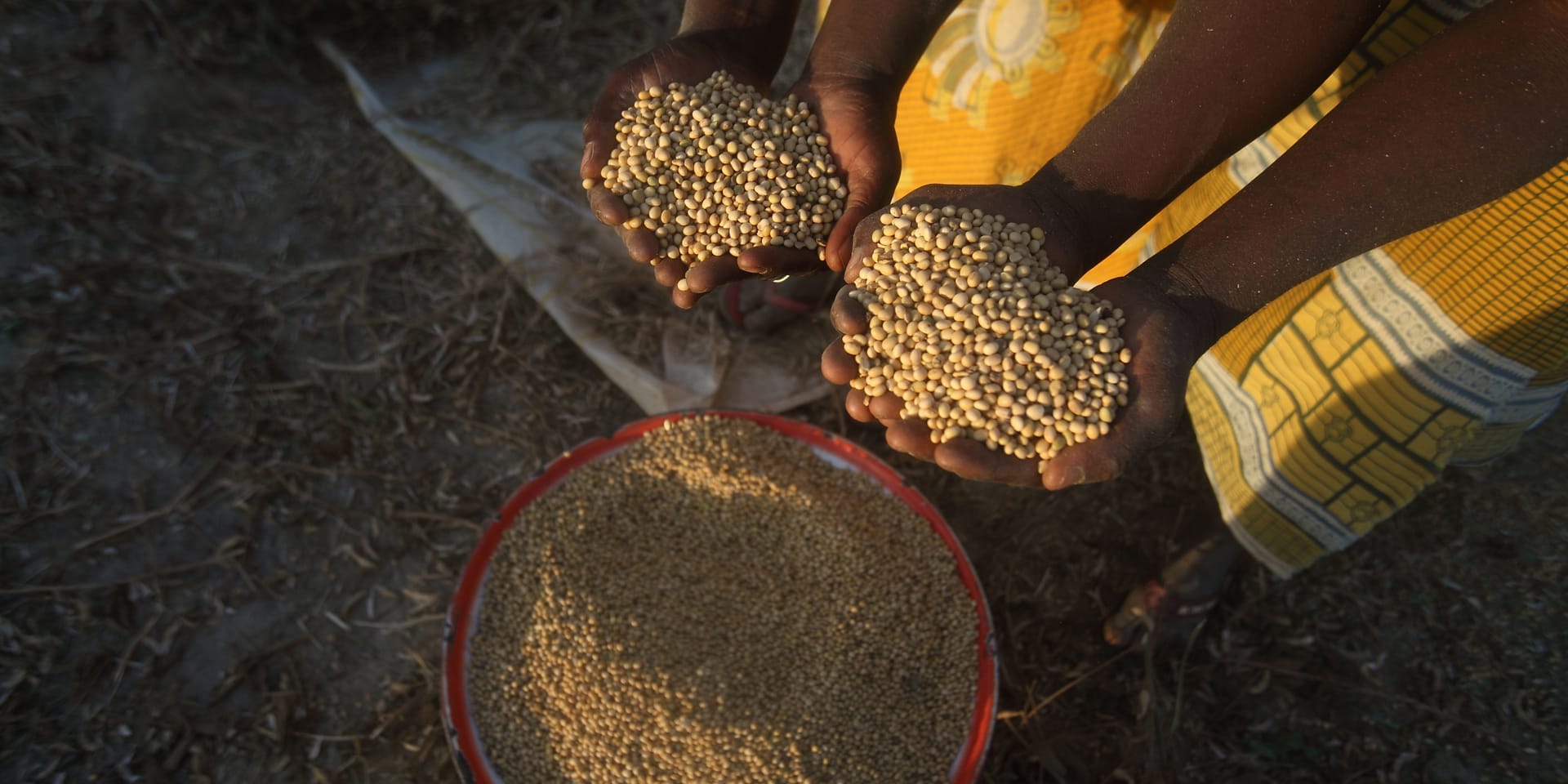 Image of two pairs of hands each holding a large mound of beans above a large bowl filled with them.