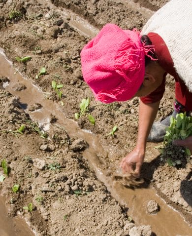 Image of a woman planting crops on farmland.