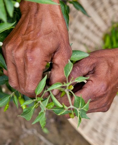Image of hands picking peppers off of a tree.