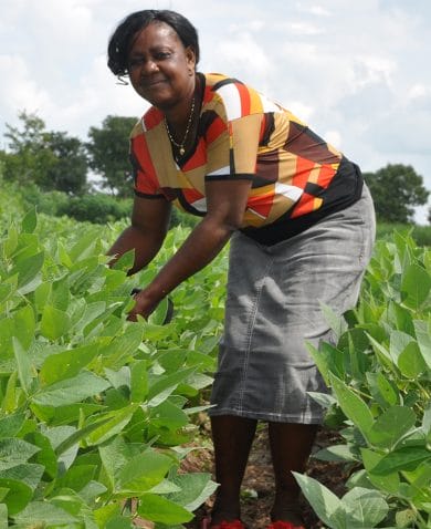 Image of a woman standing amongst crops and leaning over to inspect them.