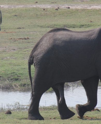 An elephant walking beside a small river in a savanna with two zebras grazing on the opposite side.