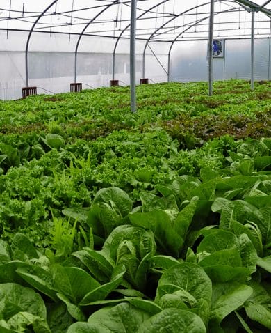 A man inspecting several leafy greens growing in a greenhouse.