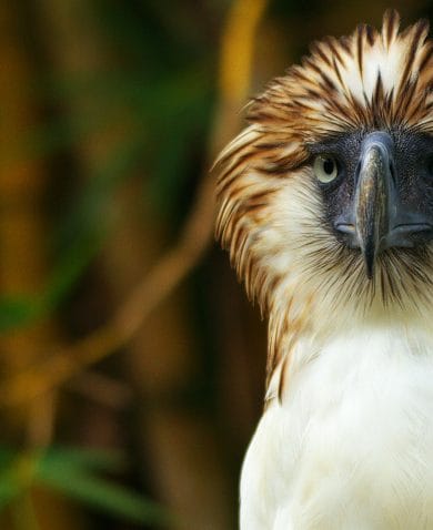 Image of a bird with brown and white plumage and a black beak facing straight ahead.