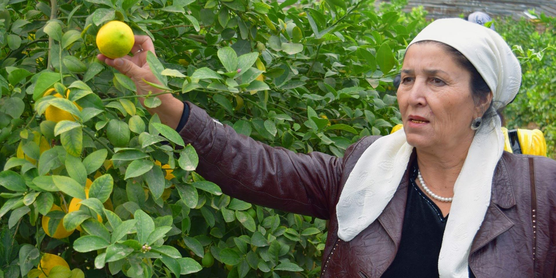 A woman standing beside a lemon tree and holding a lemon that is growing between the leaves.