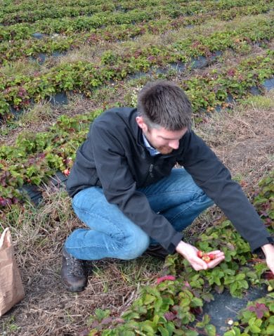 A man picking strawberries in a field with a small brown paper bag beside him.