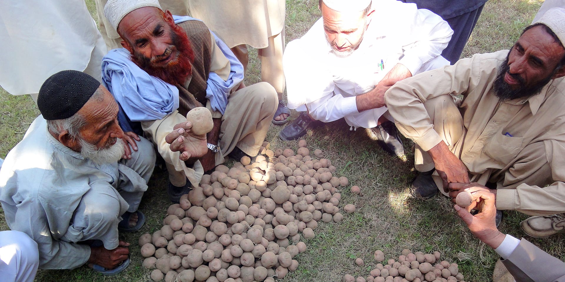 Image of several men kneeling in a circle around a large pile of potatoes. One of the men holds one up to inspect it.