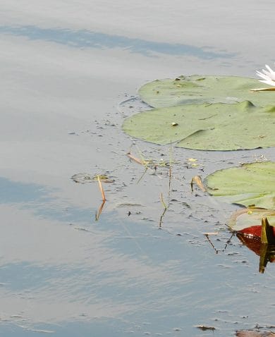 A close-up image of lily pads floating on water.