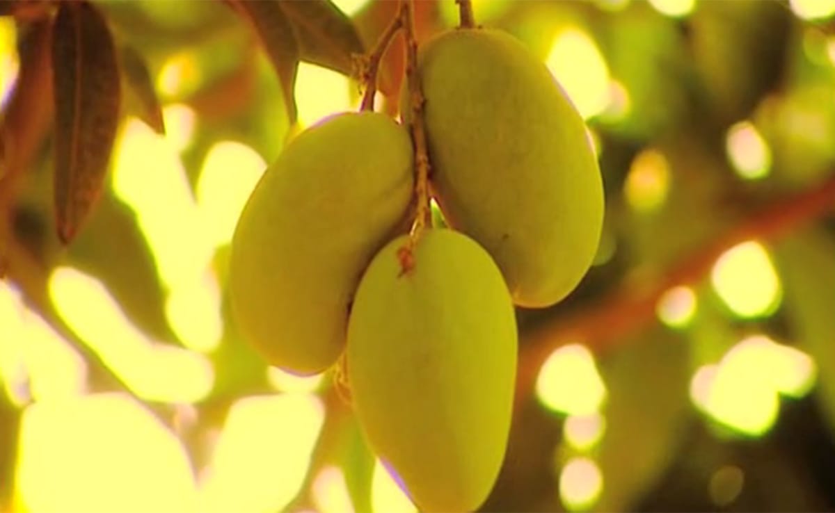A close-up image of fruit growing from a tree.