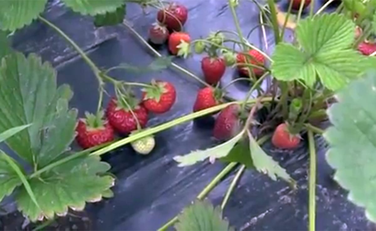 A close-up image of a strawberry plant with several strawberries near ripened.
