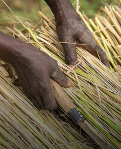 A farmer in Nigeria stacks freshly cut rice plants prior to threshing.