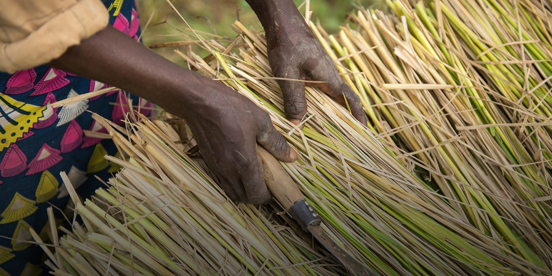 A farmer in Nigeria stacks freshly cut rice plants prior to threshing.