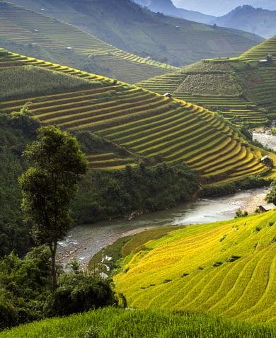 Image of a river running through a rice farm composed of several green, tiered hills.