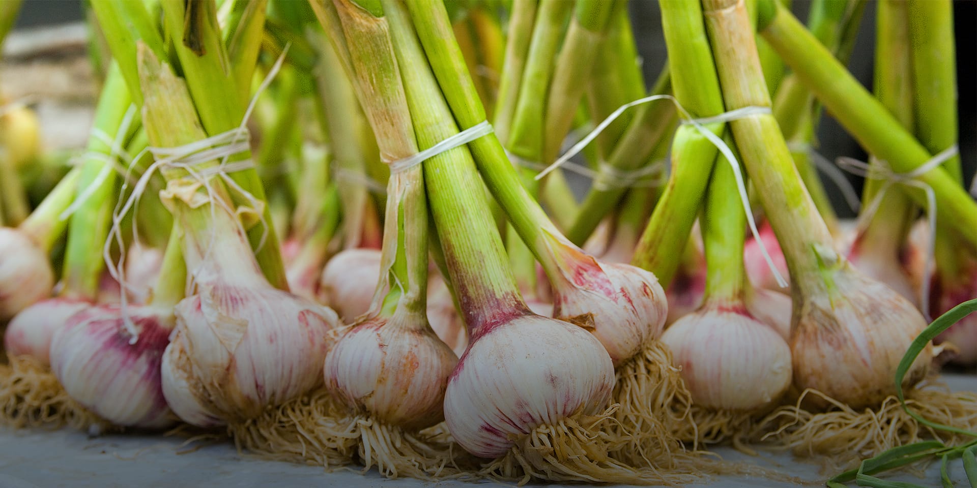 A close-up image of green onions bundled together with string.