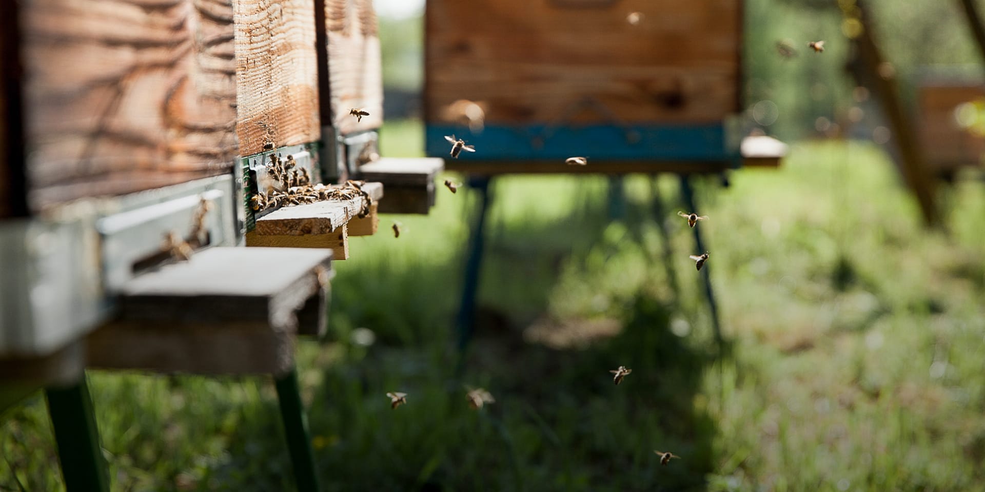 A close-up of bees going in and out of a bee box.