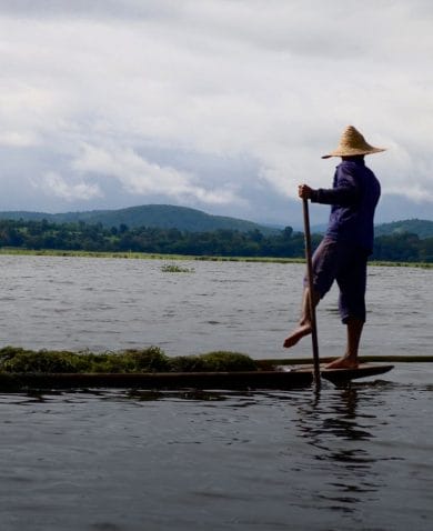 Fisher harvesting aquatic plants on Inle Lake, Myanmar.