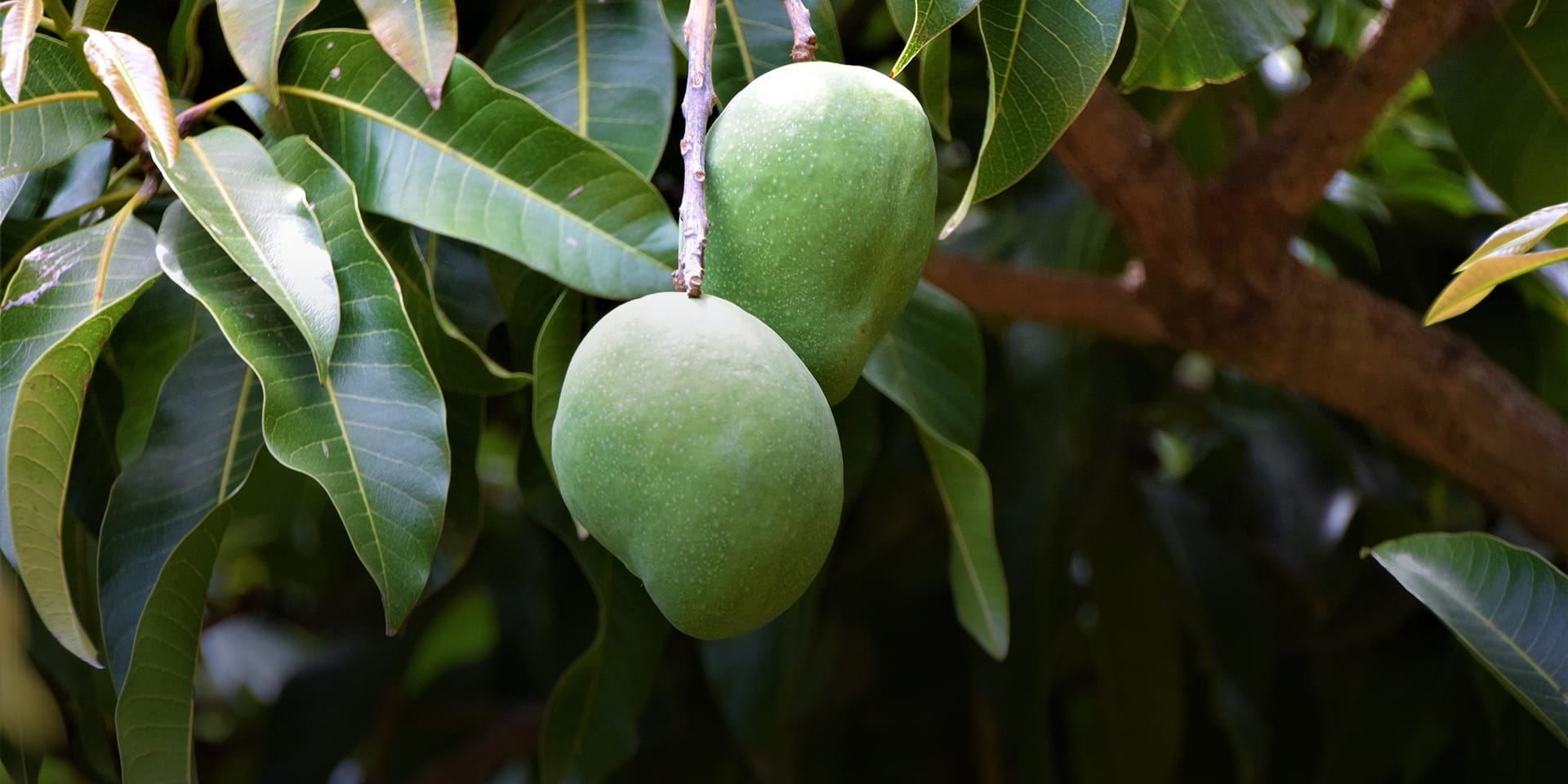 A close-up image of mangoes growing on a tree.