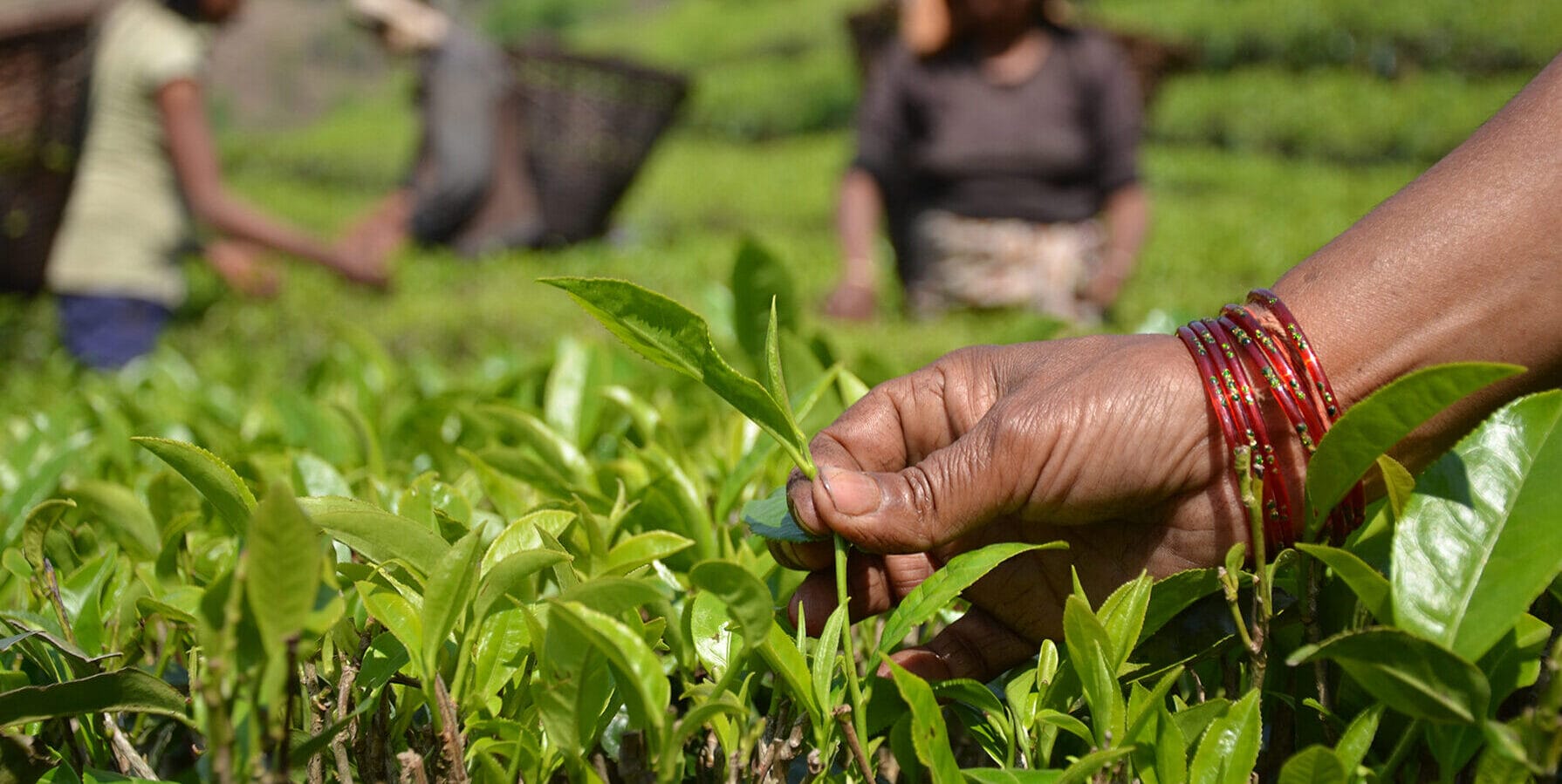 A close-up image of a hand plucking a small herb on a farm.