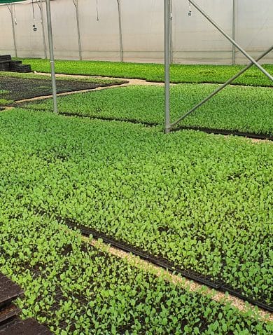 The interior of a greenhouse filled with sprouting crops.