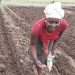 A woman in Zimbabwe plants maize seeds