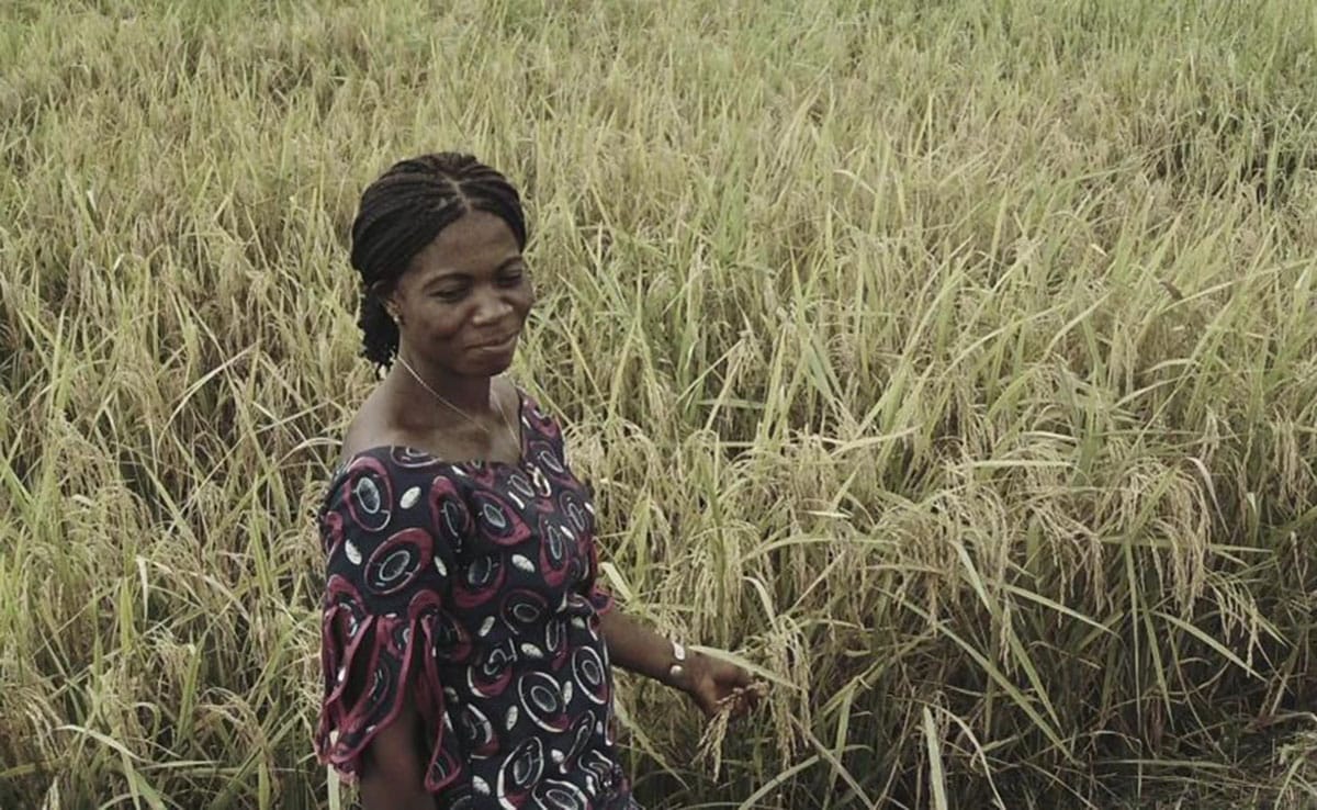 Woman stands in a field, touching a crop with her hands