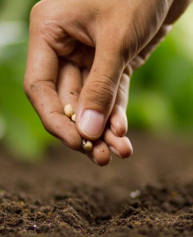 Stock photograph of a person's hand planting seeds in the earth.